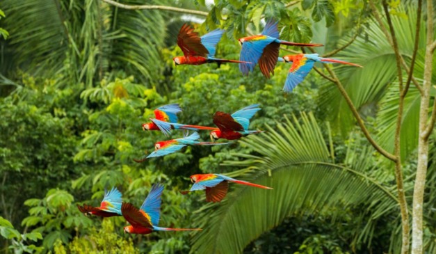 Estados da Amazônia lançam créditos de biodiversidade para remunerar preservação da floresta