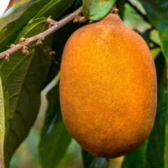 Tesouro lança 4º leilão do Eco Invest para bioeconomia e turismo