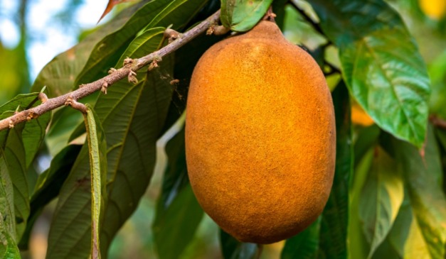 Tesouro lança 4º leilão do Eco Invest para bioeconomia e turismo