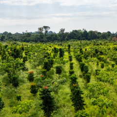 Courageous Land soma 250 mil hectares em plataforma de IA (inteligência agroflorestal)