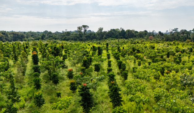Courageous Land soma 250 mil hectares em plataforma de IA (inteligência agroflorestal)