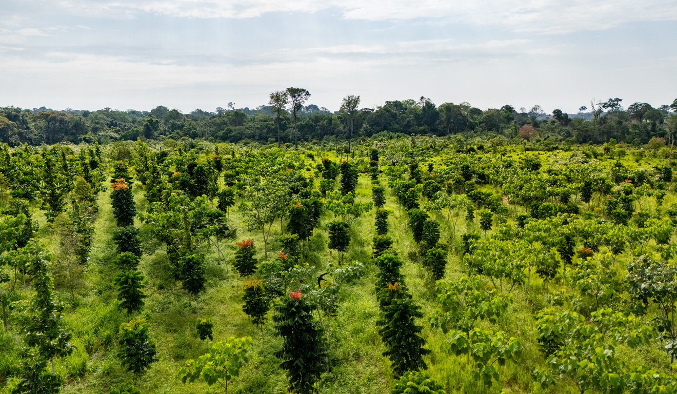 Courageous Land soma 250 mil hectares em plataforma de IA (inteligência agroflorestal) Courageous Land soma 250 mil hectares em plataforma de IA (inteligência agroflorestal)