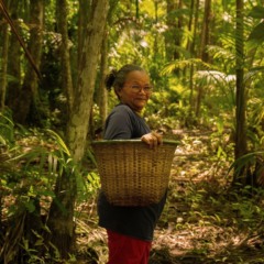 Na COP30, Natura quer mostrar que regeneração é oportunidade de negócio
