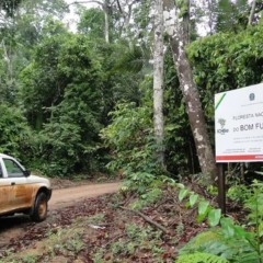 Floresta Nacional do Bom Futuro será a primeira área concedida pelo governo federal para restauro da iniciativa privada com créditos de carbono