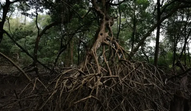 Heróis do clima, manguezais são poderosas soluções baseadas na natureza