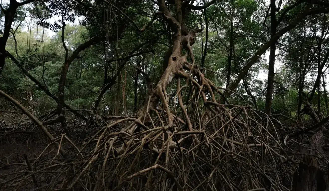 Heróis do clima, manguezais são poderosas soluções baseadas na natureza Heróis do clima, manguezais são poderosas soluções baseadas na natureza