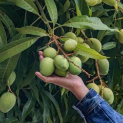 Curtas da COP: Mangas caindo do céu e palavras de esperança da presidência