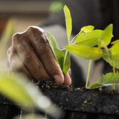 A árvore como agente de transformação social e ambiental