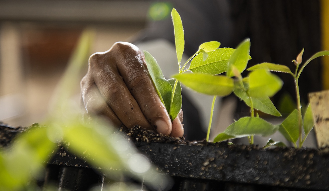 A árvore como agente de transformação social e ambiental