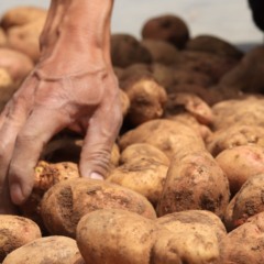 Batatas rec&eacute;m-colhidas