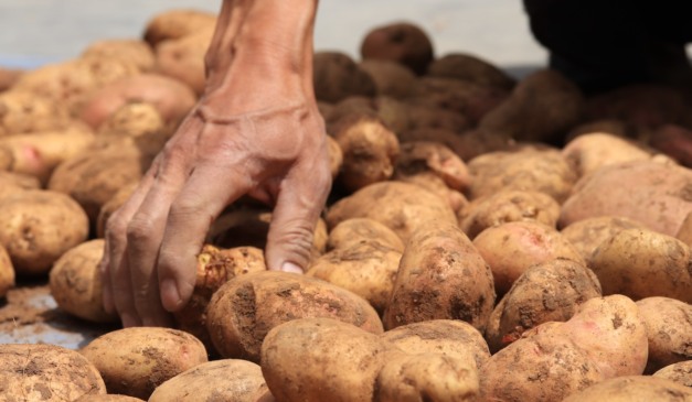 Batatas recém-colhidas