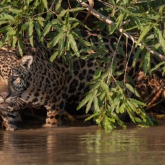 Com um ano de atraso, Brasil apresenta metas para conservar a biodiversidade 