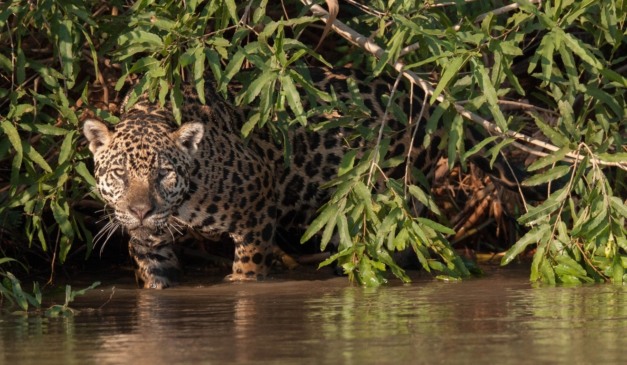 Com um ano de atraso, Brasil apresenta metas para conservar a biodiversidade 