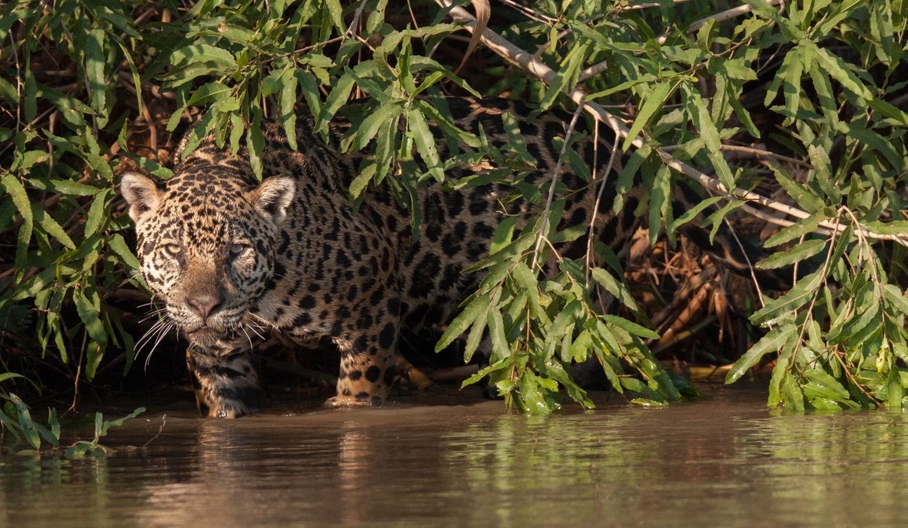 Com um ano de atraso, Brasil apresenta metas para conservar a biodiversidade Com um ano de atraso, Brasil apresenta metas para conservar a biodiversidade