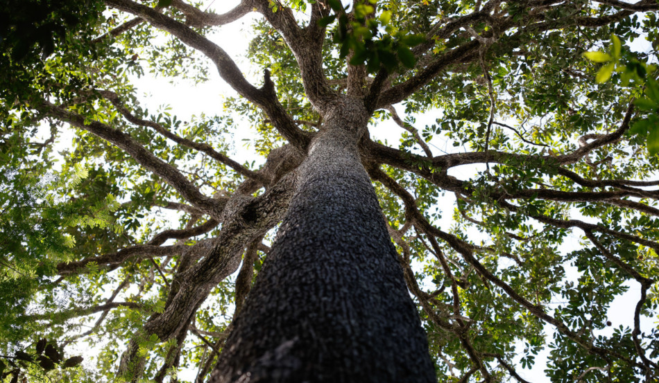 Demanda por seguros para créditos de carbono cresce, mas preço ainda é barreira