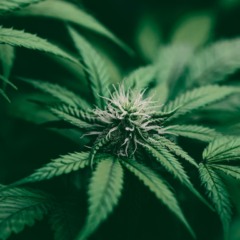 Mercado de R$ 1 bi, cannabis medicinal recebe aval da Anvisa para cultivo no Brasil