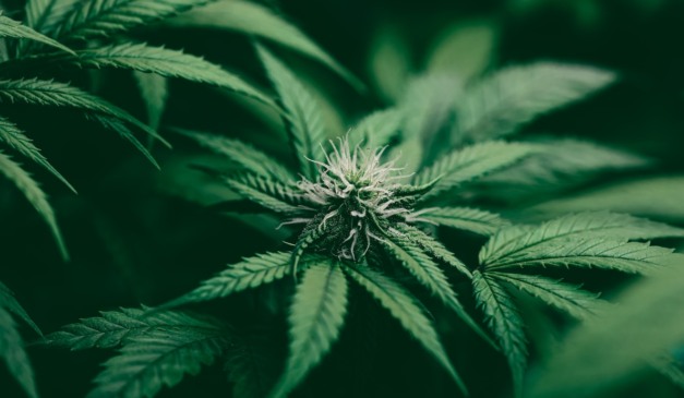 Mercado de R$ 1 bi, cannabis medicinal recebe aval da Anvisa para cultivo no Brasil