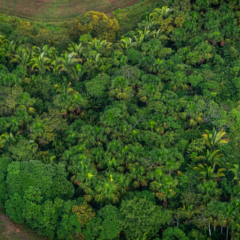 Sete fundos receber&atilde;o at&eacute; R$ 4,3 bi do BNDES para transi&ccedil;&atilde;o clim&aacute;tica
