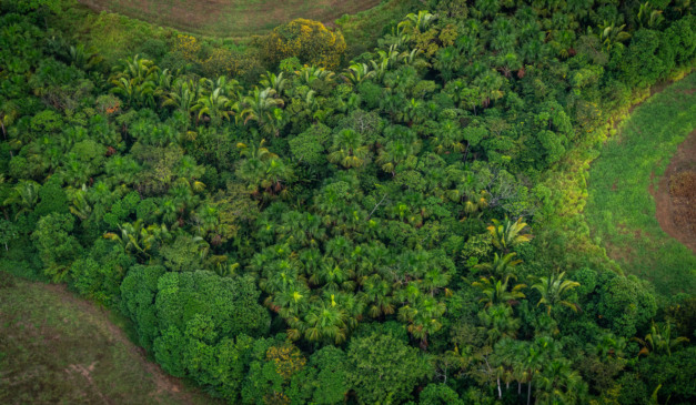 Sete fundos receberão até R$ 4,3 bi do BNDES para transição climática