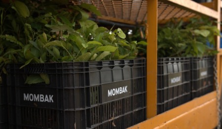 Com aporte do BNDES, Mombak quer captar até R$ 2 bi para reflorestamento Com aporte do BNDES, Mombak quer captar até R$ 2 bi para reflorestamento