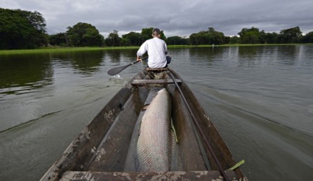 Do pirarucu à saúde: o plano do governo para destravar a bioeconomia