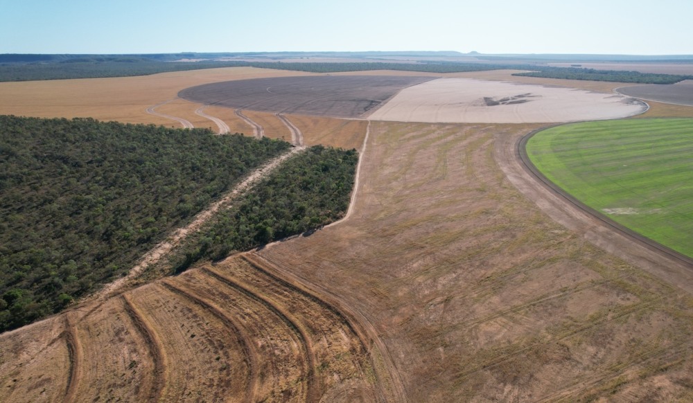 Créditos de carbono: Mombak é a primeira a abandonar a Verra Créditos de carbono: Mombak é a primeira a abandonar a Verra