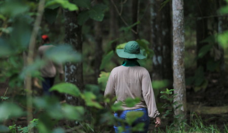 Do potencial à prática na restauração: Brasil avança no uso da regeneração natural assistida Do potencial à prática na restauração: Brasil avança no uso da regeneração natural assistida