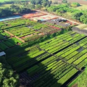 Vista a&eacute;rea de um viveiro de plantas usados para projetos de reflorestamento