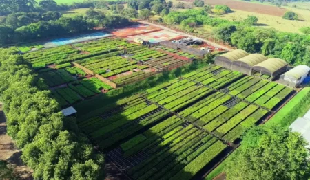 Vista aérea de um viveiro de plantas usados para projetos de reflorestamento Vista aérea de um viveiro de plantas usados para projetos de reflorestamento