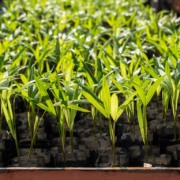 mudas em um viveiro de plantas na floresta amaz&ocirc;nica.