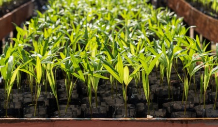 mudas em um viveiro de plantas na floresta amazônica.