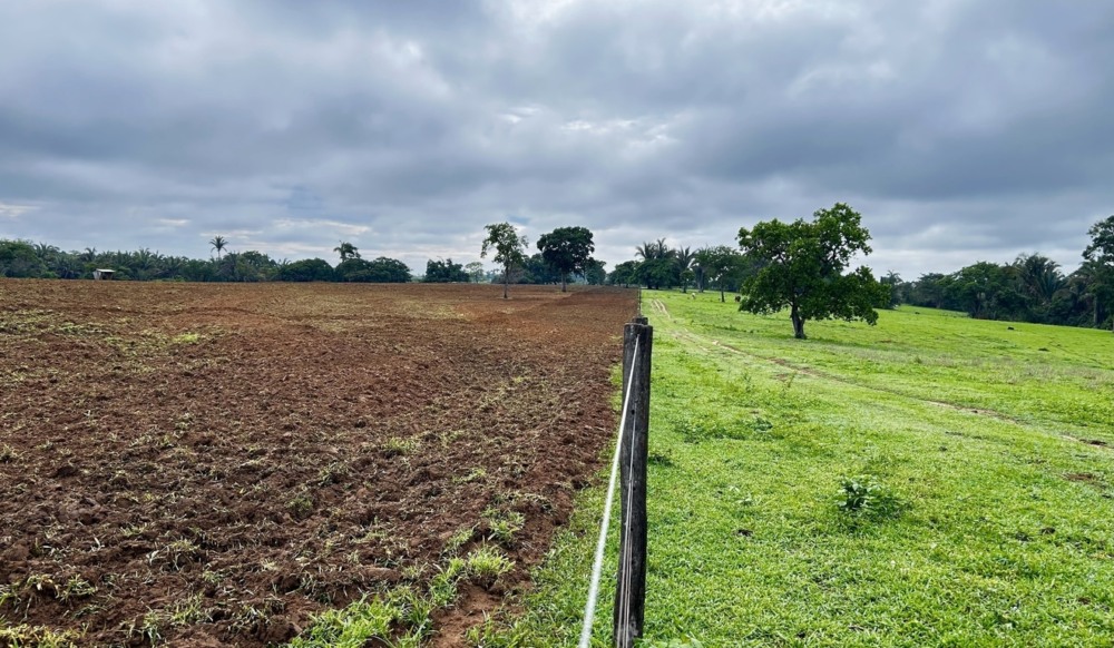 Pasto degradado ao lado de área com recuperação de vegetação Pasto degradado ao lado de área com recuperação de vegetação