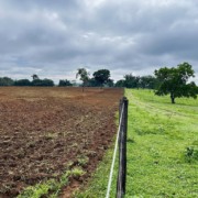 Pasto degradado ao lado de &aacute;rea com recupera&ccedil;&atilde;o de vegeta&ccedil;&atilde;o