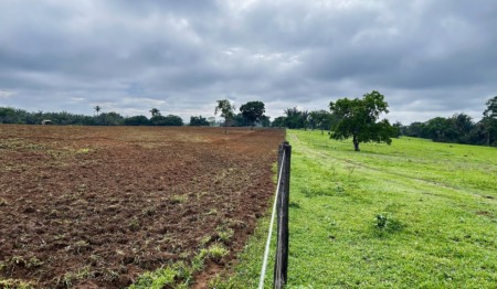 Pasto degradado ao lado de área com recuperação de vegetação