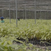 Com aporte de R$ 75 mi, Belterra vai acelerar as agroflorestas