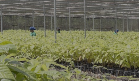 Com aporte de R$ 75 mi, Belterra vai acelerar as agroflorestas
