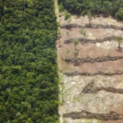 Foto &aacute;rea de floresta