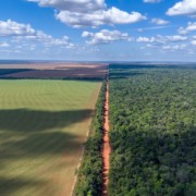 Fronteira de floresta com planta&ccedil;&atilde;o de soja no Mato Grosso