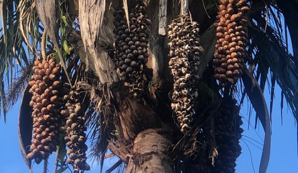 Palmeira de babaçu, com frutos. Matéria startup AmidoMato. Foto: Divulgação Palmeira de babaçu, com frutos. Matéria startup AmidoMato. Foto: Divulgação