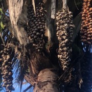 Palmeira de baba&ccedil;u, com frutos. Mat&eacute;ria startup AmidoMato. Foto: Divulga&ccedil;&atilde;o