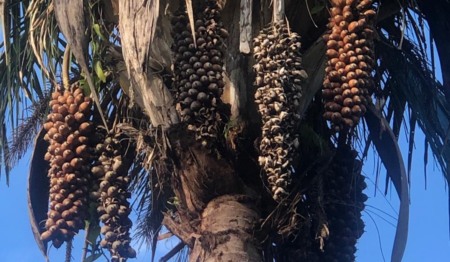 Palmeira de babaçu, com frutos. Matéria startup AmidoMato. Foto: Divulgação Palmeira de babaçu, com frutos. Matéria startup AmidoMato. Foto: Divulgação