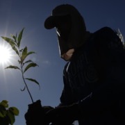 Silhueta de uma pessoa segurando uma muda de &aacute;rvore nativa da Mata Atl&acirc;ntica contra a luz do sol em um c&eacute;u azul. Ela usa um bon&eacute; com prote&ccedil;&atilde;o no pesco&ccedil;o.