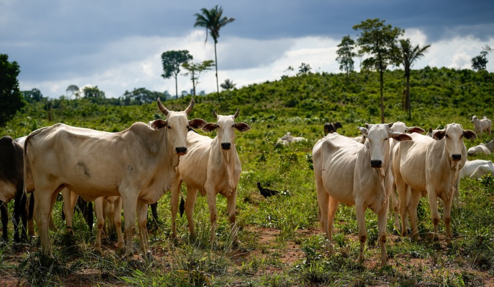 Crédito rural e desmatamento: a evolução da gestão de risco Crédito rural e desmatamento: a evolução da gestão de risco