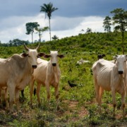 Cr&eacute;dito rural e desmatamento: a evolu&ccedil;&atilde;o da gest&atilde;o de risco