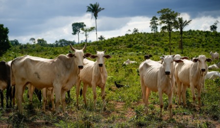 Crédito rural e desmatamento: a evolução da gestão de risco Crédito rural e desmatamento: a evolução da gestão de risco