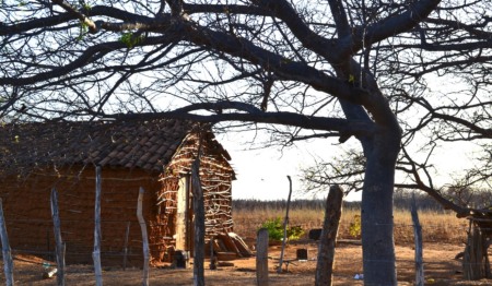Caatinga, Brazilian Sertão, Mossoró, Rio Grande do Norte, October 11, 2019. Foto: Shutterstock Caatinga, Brazilian Sertão, Mossoró, Rio Grande do Norte, October 11, 2019. Foto: Shutterstock