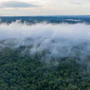 Fotografia a&eacute;rea de neblina branca sobre uma floresta densa.