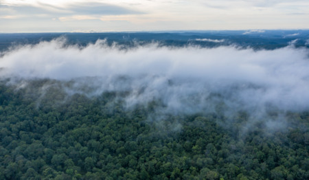Fotografia aérea de neblina branca sobre uma floresta densa. Fotografia aérea de neblina branca sobre uma floresta densa.
