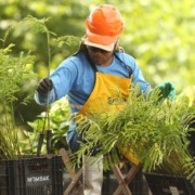 Homem manuseando mudas de plantas em um viveiro da Mombak