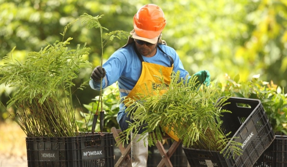 Homem manuseando mudas de plantas em um viveiro da Mombak Homem manuseando mudas de plantas em um viveiro da Mombak